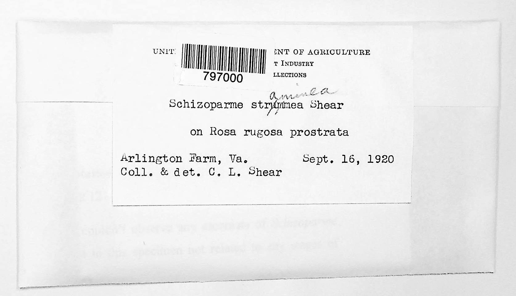 Schizoparme straminea thumbnail